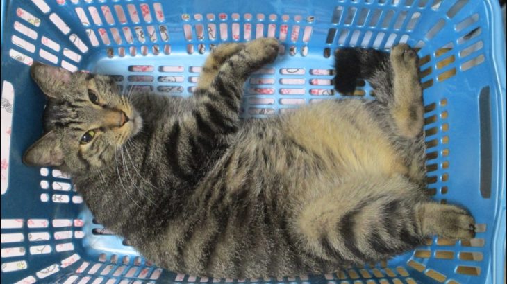 グラブル　イベント「Prayers」火エレ掘れるのよ、エレメント枯渇してる騎空士様は劇周回必須？！　ライブ#３５９