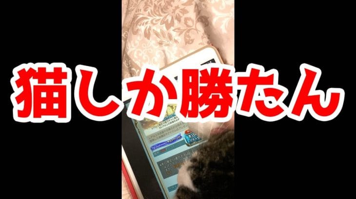【グラブル】ガチャ運が悪すぎるので代わりに飼い猫に引いてもらった結果………【水葉】