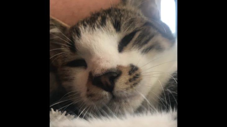 #グラブル　ガチャみんな引いてるんやろ！ﾁｸｼｮｳｯ！！！