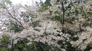 グラブルVS楽しもう