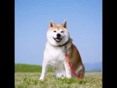 【グラブル】　朝配信　朝活グラブルは気持ちいいぞい【グランブルーファンタジー】